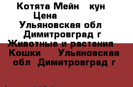 Котята Мейн - кун › Цена ­ 15 000 - Ульяновская обл., Димитровград г. Животные и растения » Кошки   . Ульяновская обл.,Димитровград г.